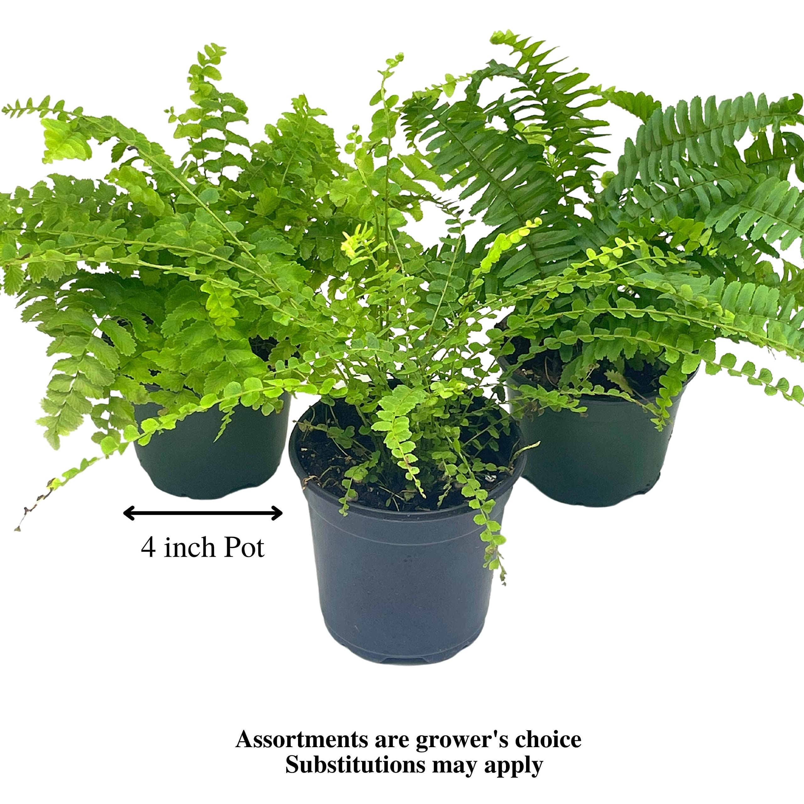 Amazon.com : BubbleBlooms Boston Fern Assortment, 3 Different 4